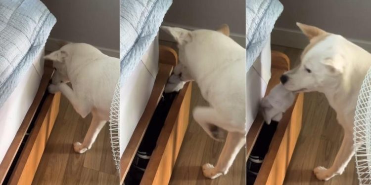 Video: Dog Is Totally Nonchalant About Stealing Socks