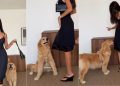 Video: Golden Retriever Hijacks Mom’s Fit Check & Demands Attention