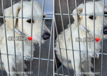 Dog Abandoned by Family Who Didn’t Have Time for Her Is Adopted