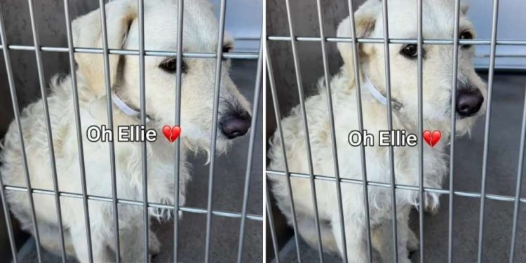 Dog Abandoned by Family Who Didn’t Have Time for Her Is Adopted