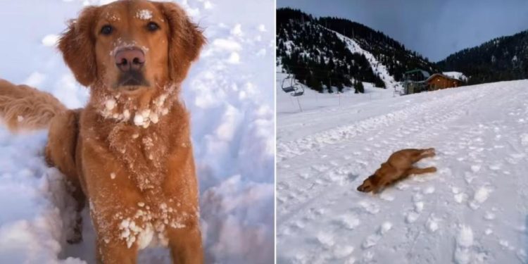 Video: Dog Gives ‘Olympics’ Worthy Performance in Snow