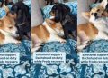 Video of One Dog Comforting Another Will Make Your Day