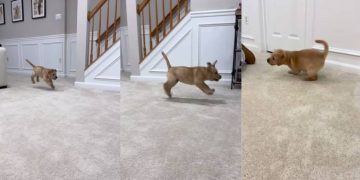 Labrador Puppy Hops Like a Bunny in Cute Video