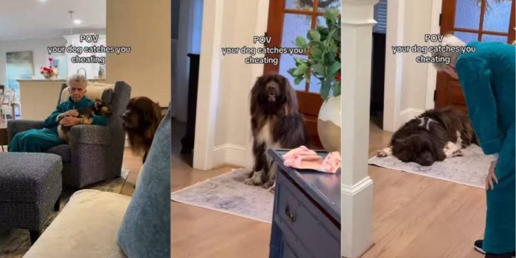 Video: Big Dog Moves Away From Grandma When She Pets Another Dog