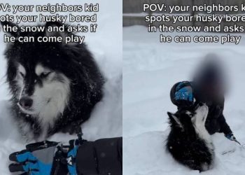 Video: Husky Gets Invited to Play in the Snow With Neighbors’ Kid