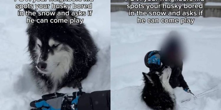 Video: Husky Gets Invited to Play in the Snow With Neighbors’ Kid