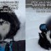 Video: Husky Gets Invited to Play in the Snow With Neighbors’ Kid
