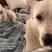 Dog Caught Making a Nest in Owner’s Bed & It’s Cute