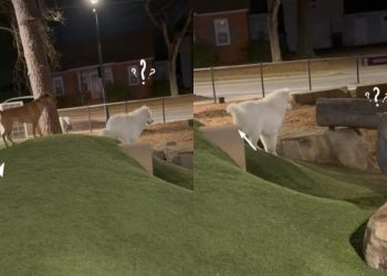 Video: Dogs Playing Chase End Up Losing & Finding Each Other