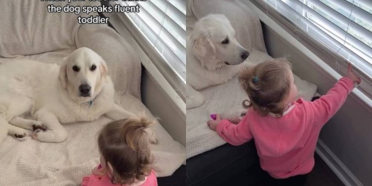 Video: Golden Retriever Possibly Understands Toddler Language