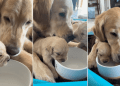 Video: Golden Retriever Mom & Her Puppy Drink From the Same Bowl