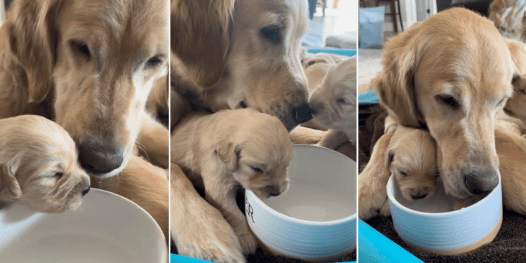 Video: Golden Retriever Mom & Her Puppy Drink From the Same Bowl