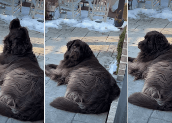 Video Shows Dog’s Contribution to the Fire Department