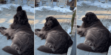Video Shows Dog’s Contribution to the Fire Department