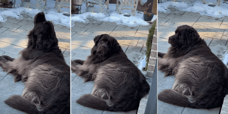 Video Shows Dog’s Contribution to the Fire Department