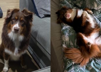 Video: Dog Gets Super Enthusiastic for a ‘Girly Sleepover’