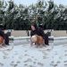 Video: Rescue Dog Reacts To Seeing Snow for the First Time
