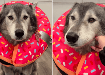 Video: Dog Is Very ‘Sad’ After Mom Lures Him Into Taking Pills