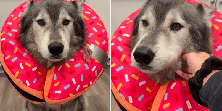 Video: Dog Is Very ‘Sad’ After Mom Lures Him Into Taking Pills