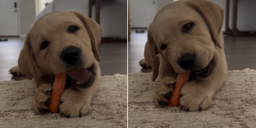 Video: Puppy Munching on Carrot Captures Hearts
