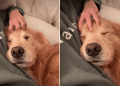 Video: Golden Retriever’s Bedtime Routine Is Super Relaxing