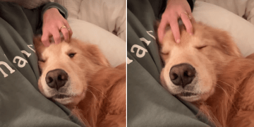 Video: Golden Retriever’s Bedtime Routine Is Super Relaxing