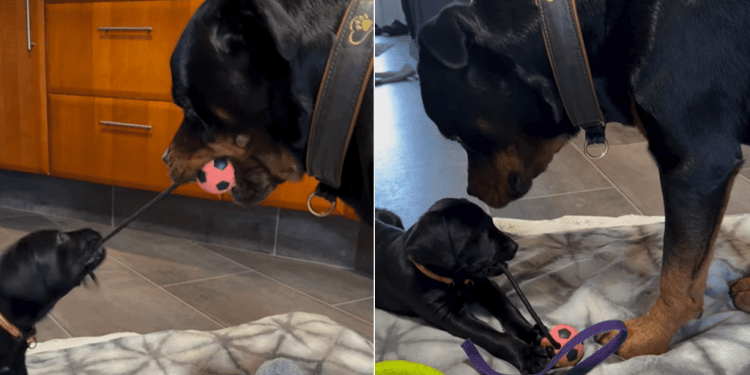 Video: Puppy Gives Big Dog a Good Fight Over Toy Sharing