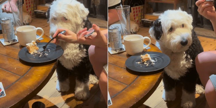 Dog Has Eyes Set on Cake in Funny Video