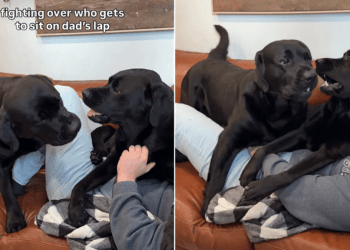 Labradors Fight Over Cuddle Time With Dad in Adorable Video