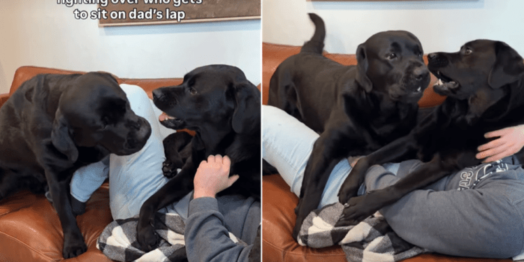 Labradors Fight Over Cuddle Time With Dad in Adorable Video
