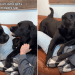 Labradors Fight Over Cuddle Time With Dad in Adorable Video