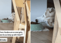 Video Shows Husky Eating While Lying Down Like a Total Pro