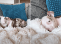 Rescue Puppy Caught Nestling in the Heated Blanket in Adorable Video