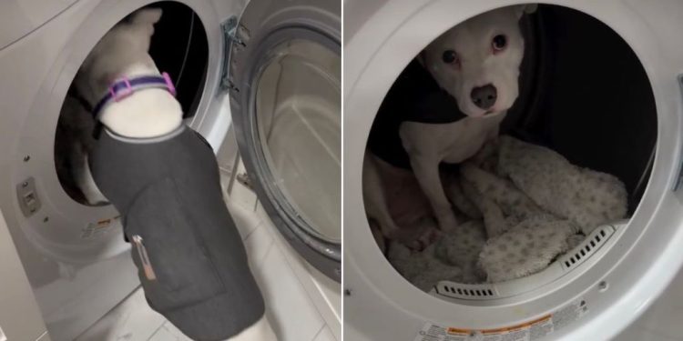 Video: Pit Bull Terrified of Thunderstorms Finds an Unusual Safe Spot