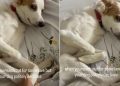 Dog Politely Refuses Physical Contact With Owner in Funny Video