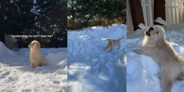 Video: Puppy Refuses To Go Inside & Keeps Playing in Snow