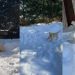 Video: Puppy Refuses To Go Inside & Keeps Playing in Snow