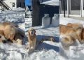 Video Shows Golden Retriever & Puppy’s Whole Day in the Snow