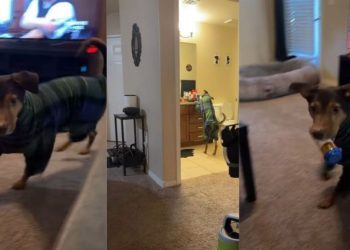 Dog Does Every Task With the Same Energy in Funny Video