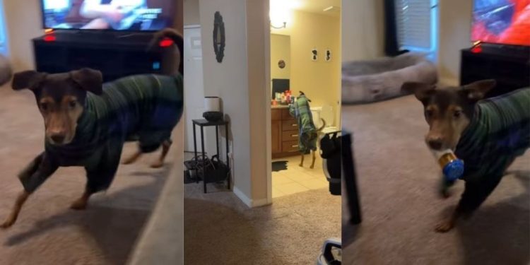 Dog Does Every Task With the Same Energy in Funny Video