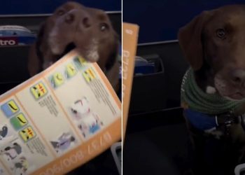 Video: Service Dog Hands the Safety Manual to Owner Before Flight Departs