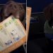 Video: Service Dog Hands the Safety Manual to Owner Before Flight Departs