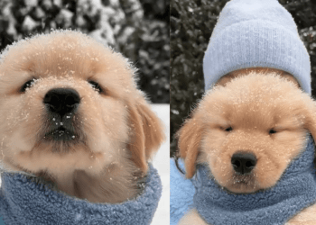 Video: Puppy Enjoys Snowy Weather With Owners