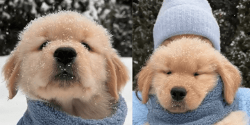 Video: Puppy Enjoys Snowy Weather With Owners