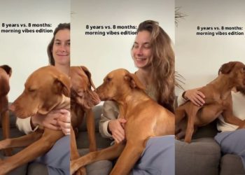 Older Dog’s Morning Plans Don’t Match With Puppy’s in Funny Video