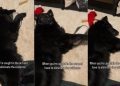 Dog Is Caught & Trying ‘Eliminate Evidence’