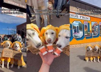 Huskies Disguised as Golden Retrievers Is the Best Thing You’ll See Today