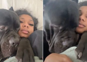 Dog Was Adorably Clingy During Owner’s Pregnancy