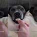 Video Shows the Right Way to Summon This Staffy