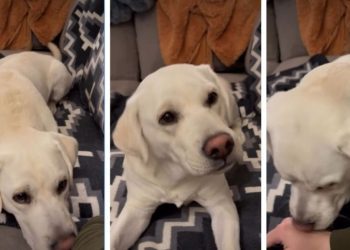 Video: Labrador Starts Doing This the Moment Owners Sit Down to Relax